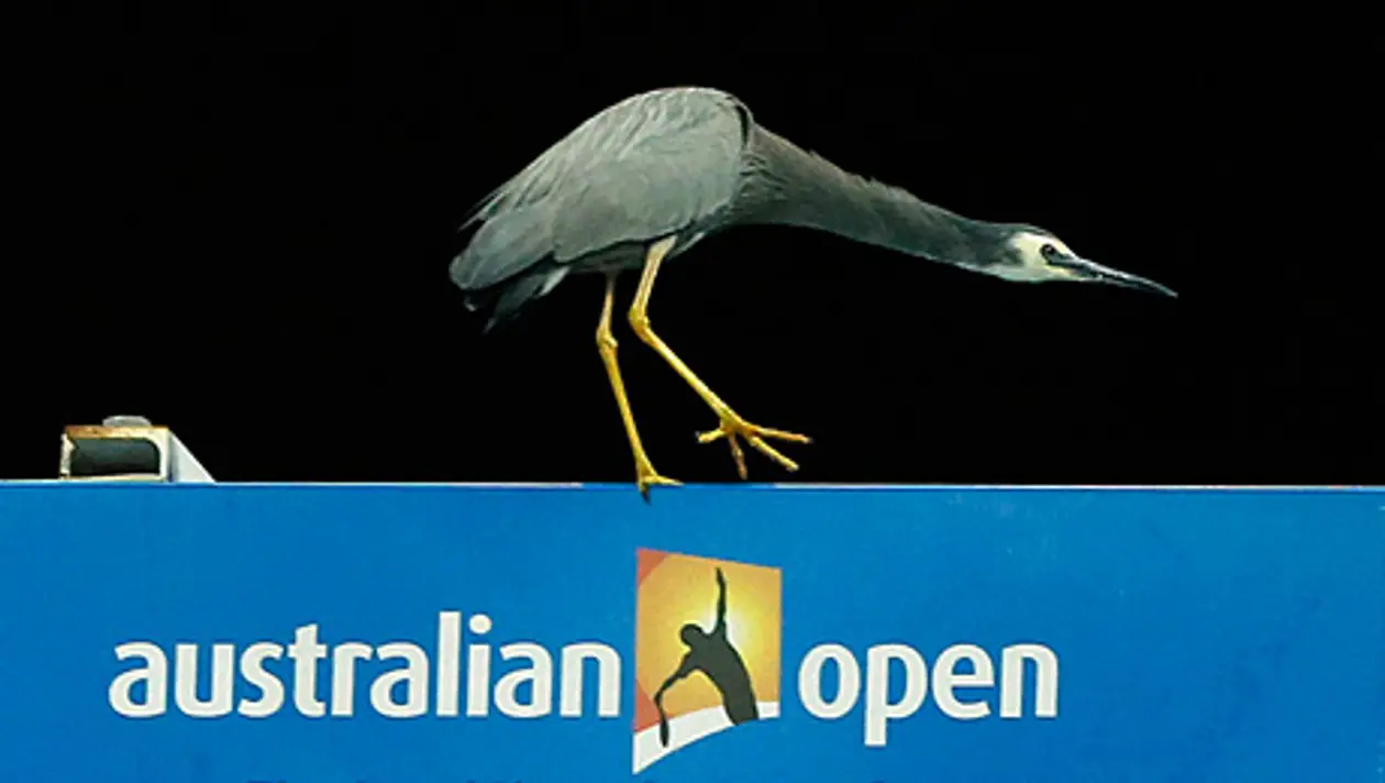Кадр дня. Цапля на Australian Open