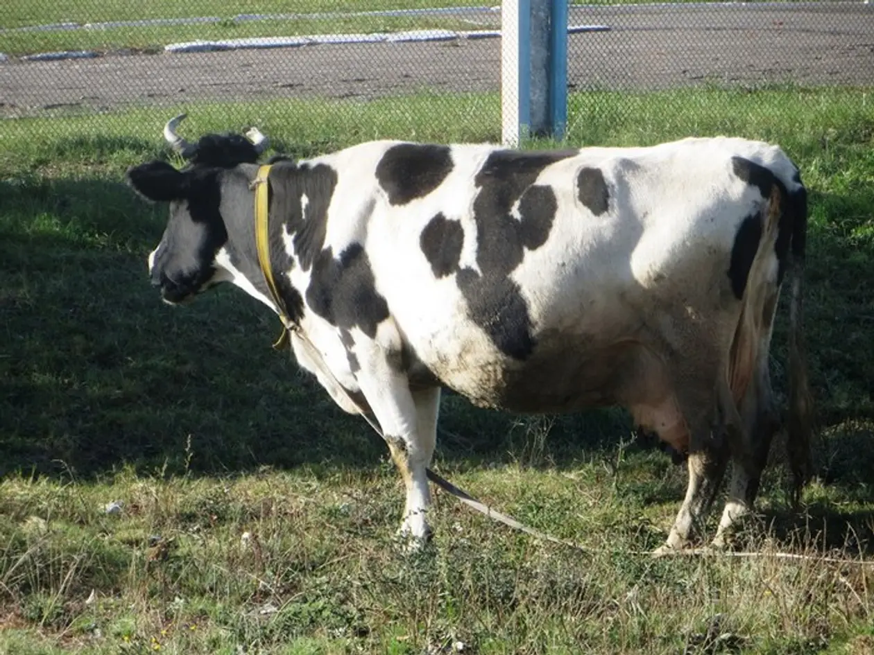 Корова в качестве декорации белорусского минора