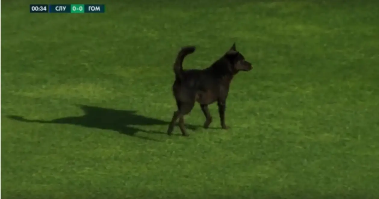 Собака прервала атаку в матче «Слуцка» и «Гомеля»