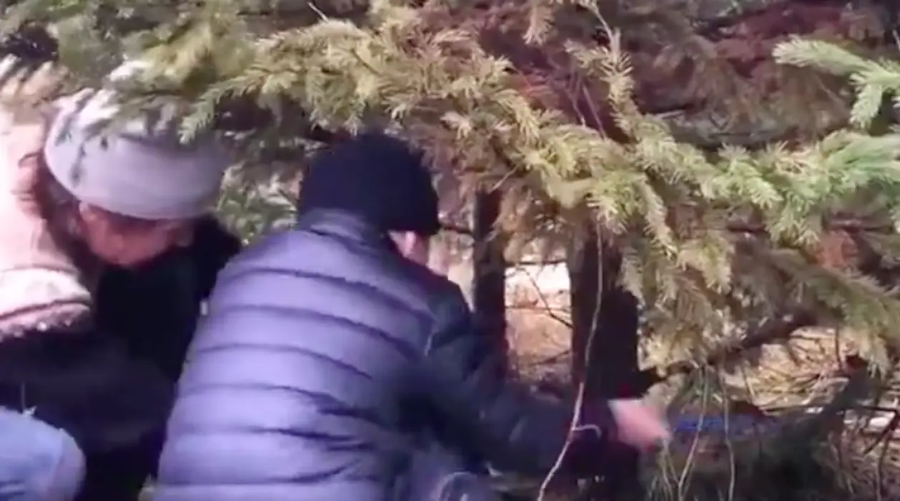 Грабовский уже готов к Новому году: притащил елку из леса и экстремально ее нарядил