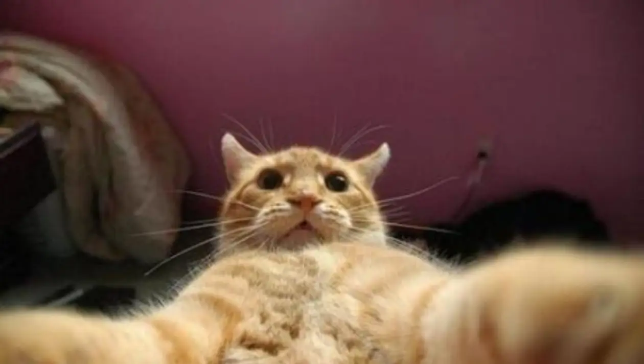 Девять лучших видео с котиками от Александра Глеба
