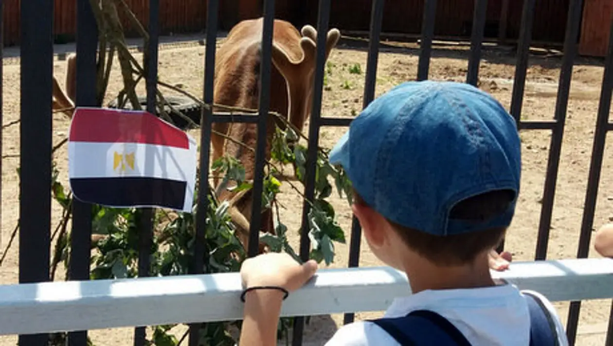 «Олень, иди к России!» Ребенок в минском зоопарке горячо переживает за соседей