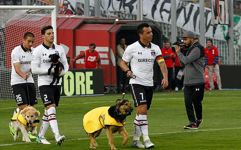 Футболисты «Коло-Коло» вышли на матч с собаками из приюта