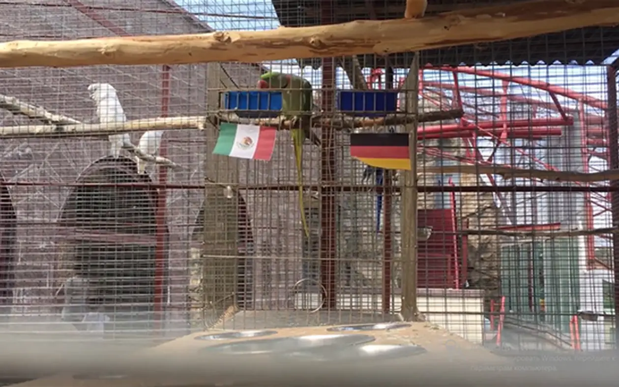 Германия или Мексика: прогноз от попугая на сегодняшний матч ЧМ