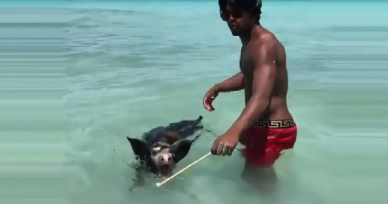 Эвра научил свинью корриде в воде