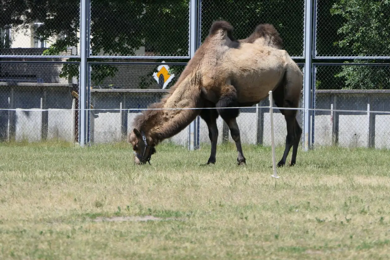 Фотофакт. Верблюды пасутся на тренировочном футбольном поле барановичского стадиона