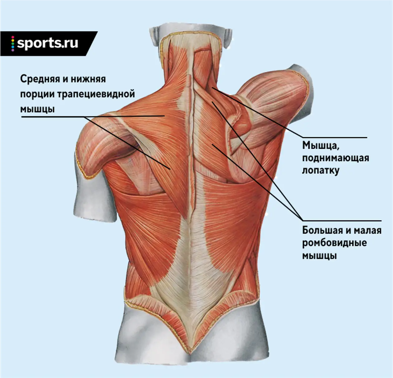 Трапециевидная мышца спины функции. Трапециевидная мышца спины анатомия. Трапециевидные мышцы верхняя средняя нижняя. Мышца поднимающая лопатку. Части поясницы
