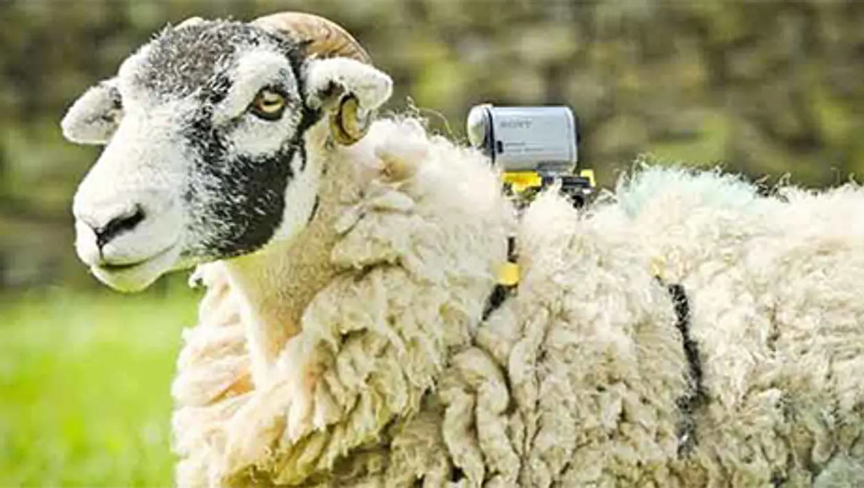 Дикий ракурс. Камеры на овцах как главная новинка «Тур де Франс»