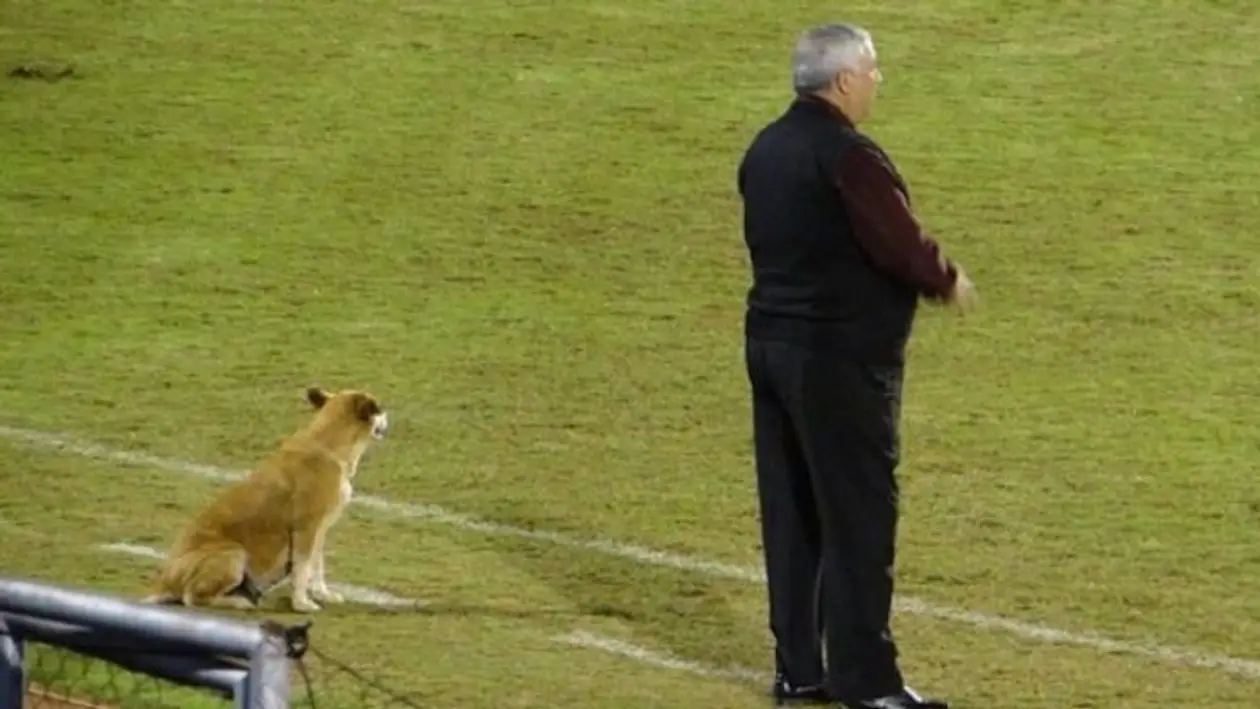 Бездомный пес стал тренером футбольного клуба