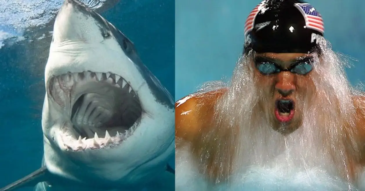 Майкл Фелпс проиграл заплыв на 100 метров белой акуле