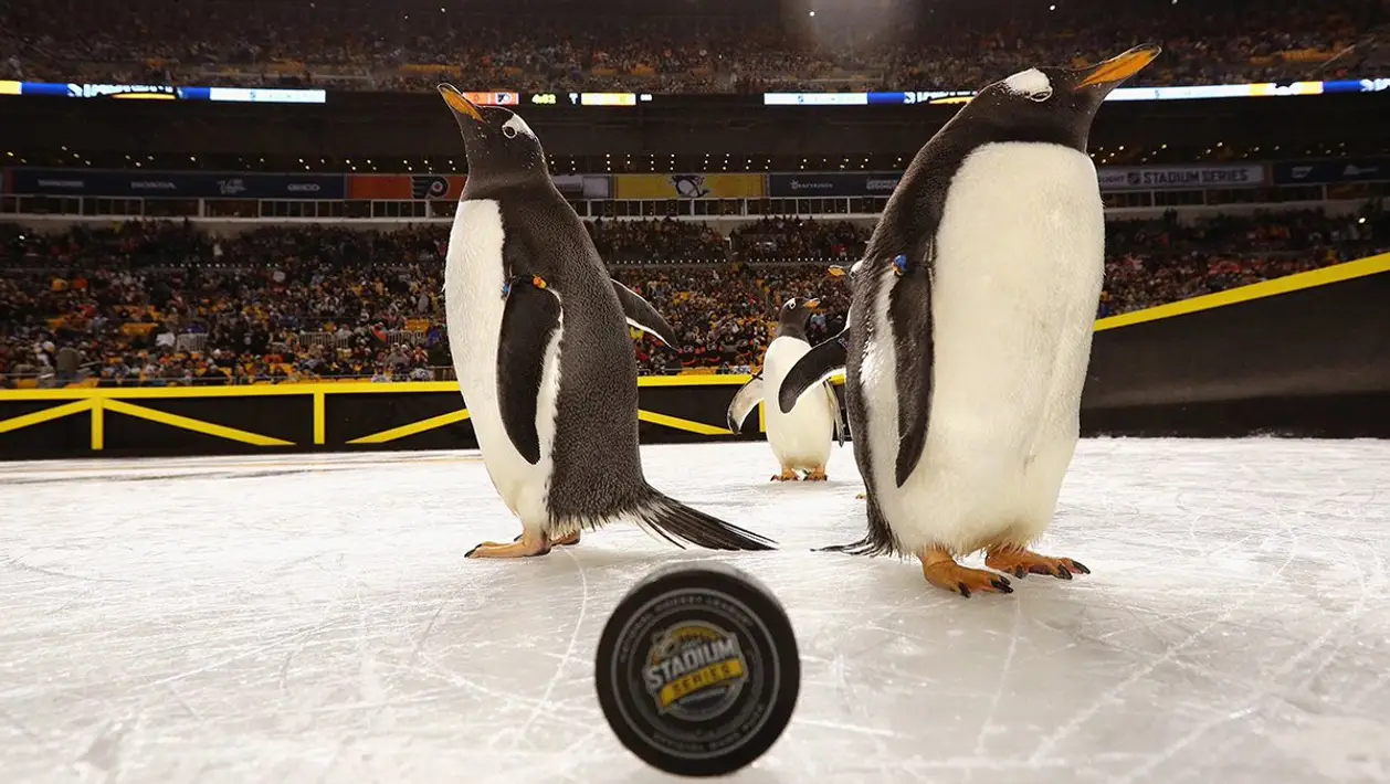 Делегация пингвинов посетила матч НХЛ