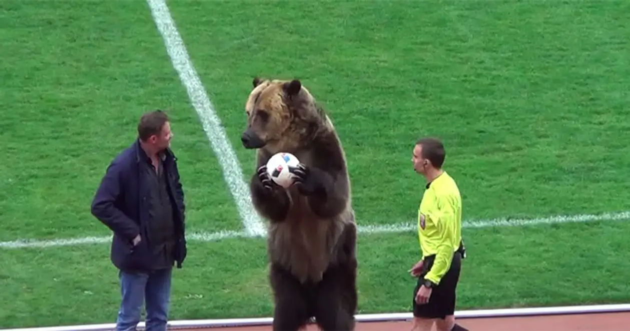 Медведь на игре в ПФЛ. Похоже, он будет работать на матче открытия ЧМ-2018