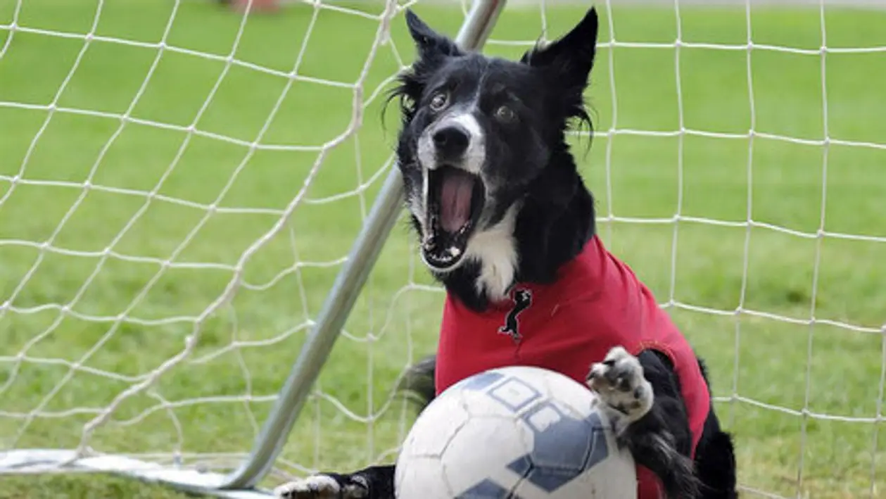 Как прогнать собаку, если она мешает играть вам в футбол. В белорусском миноре все умеют