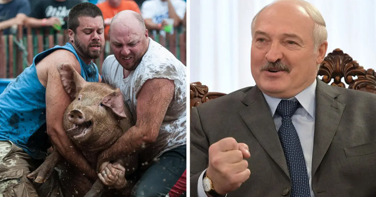 Лукашенко знает, как оплодотворять свиней – но вы в курсе, что с ними ещё можно бороться?