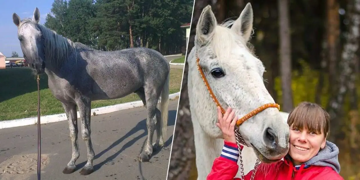 «Они заслужили старость». Как бывшая спортсменка спасает лошадей-трудяг от мясокомбинатов