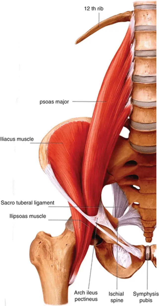 Iliacus мышца