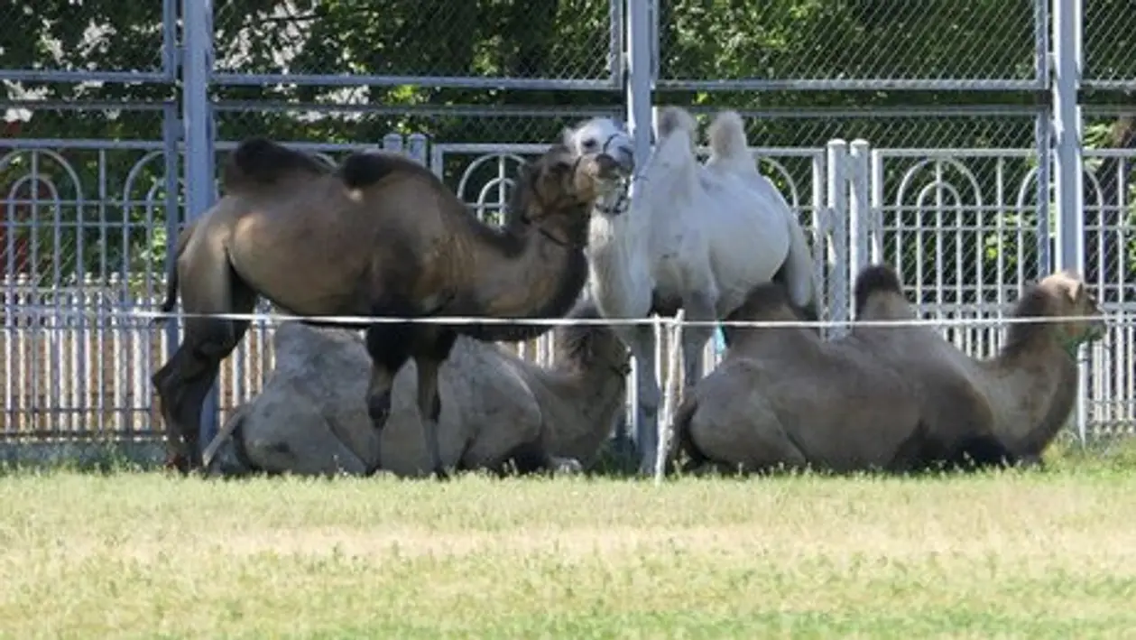 Верблюды пасутся на стадионе в Барановичах. Вы вообще такое видели?