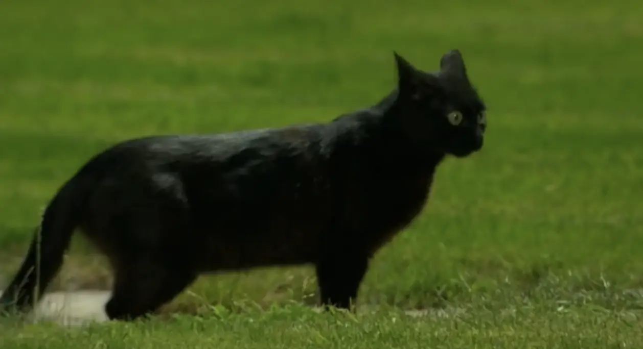 На поле в Борисове вышел черный кот. Выражение его мордочки отлично иллюстрирует последние события в Беларуси
