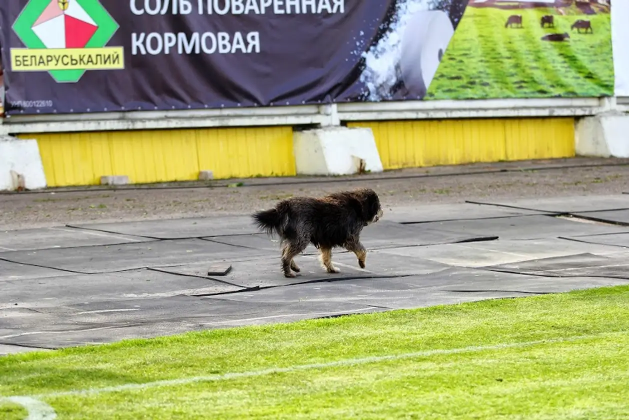 Собака на матче ««Шахтер» - БАТЭ