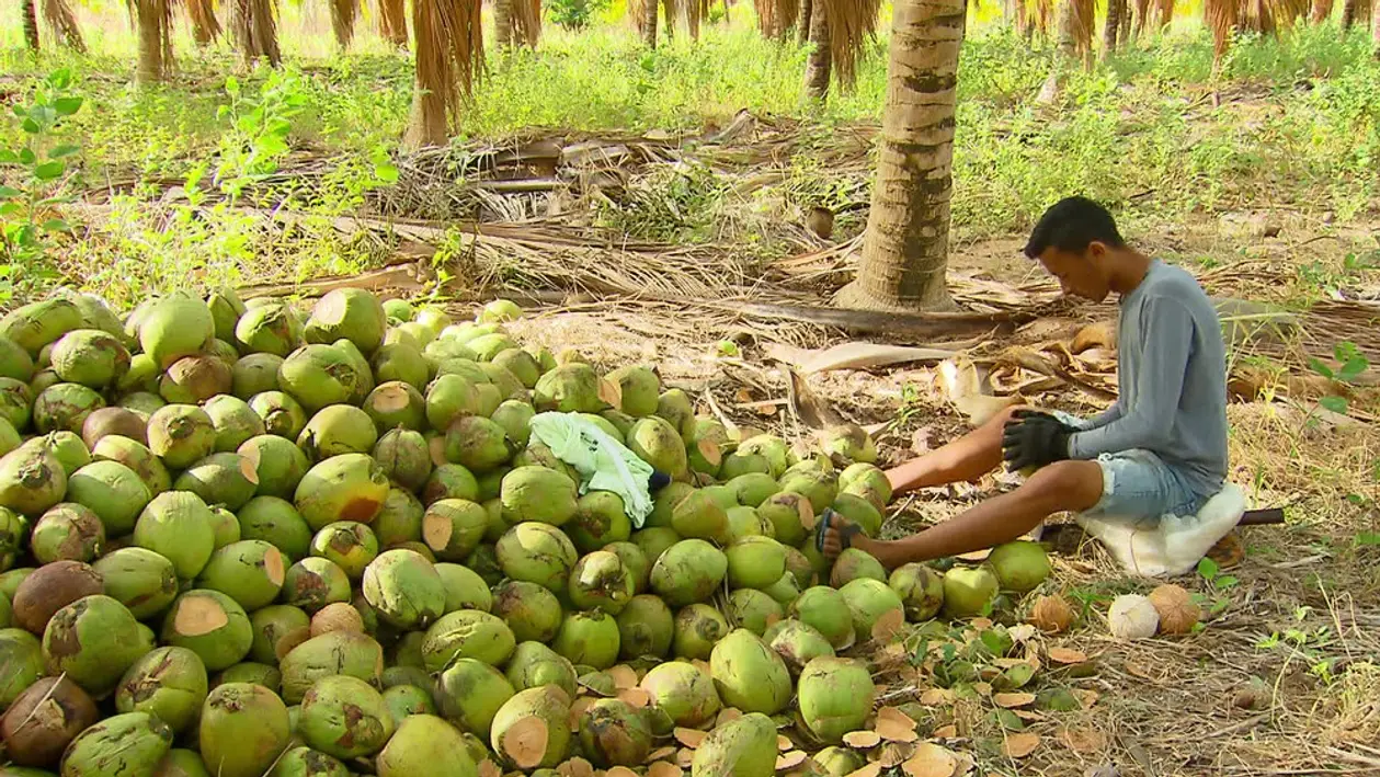 Молодой бразилец собирает по 2 тысячи кокосов в день, а потом бежит 12 км на тренировку. Его поддержали Каземиро и Дани Алвес